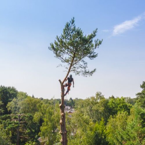 Real Tree Jackets Thumbnail